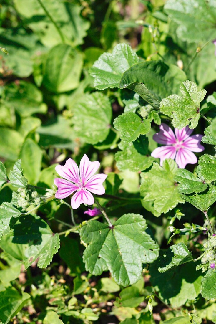 Wilde Malve (Malva sylvestris)