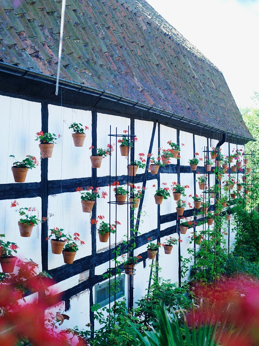 Many potted geraniums decorating outer wall of half-timbered house