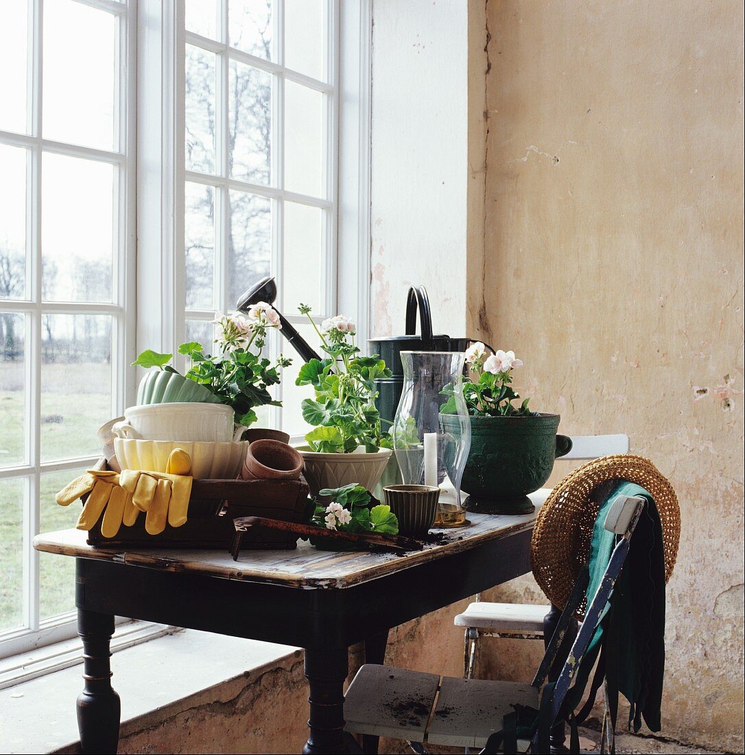 Gartenutensilien und Geranien auf Holztisch mit abgenutzter Oberfläche und alter Gartenstuhl vor Fenster