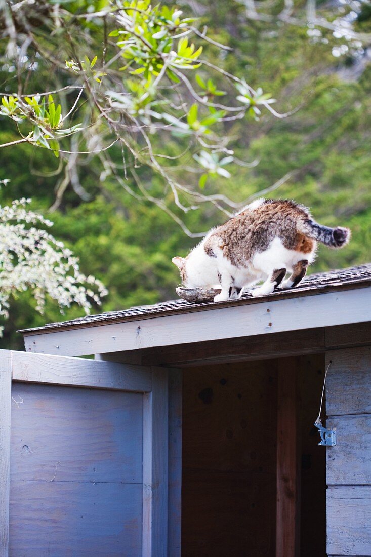 Katze trinkt aus einer Schüssel auf einem Scheunendach