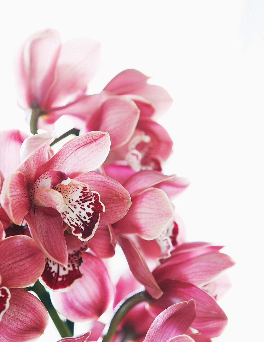 Sprig of pink flowering orchids