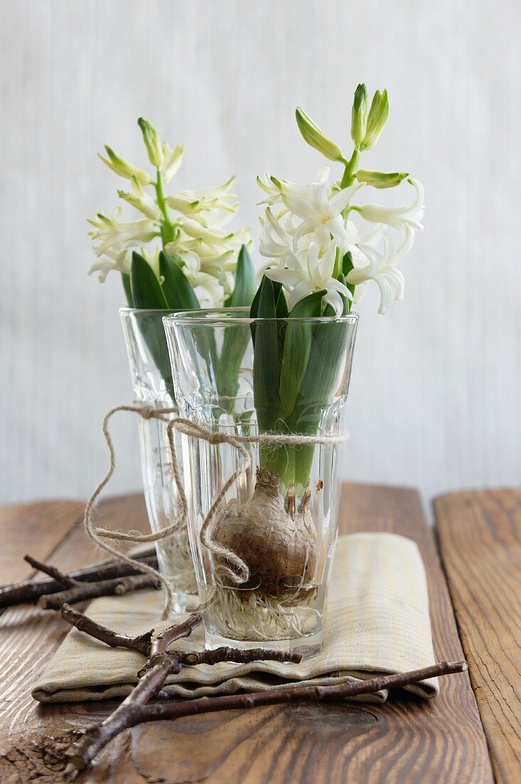 White hyacinths growing in glasses of water