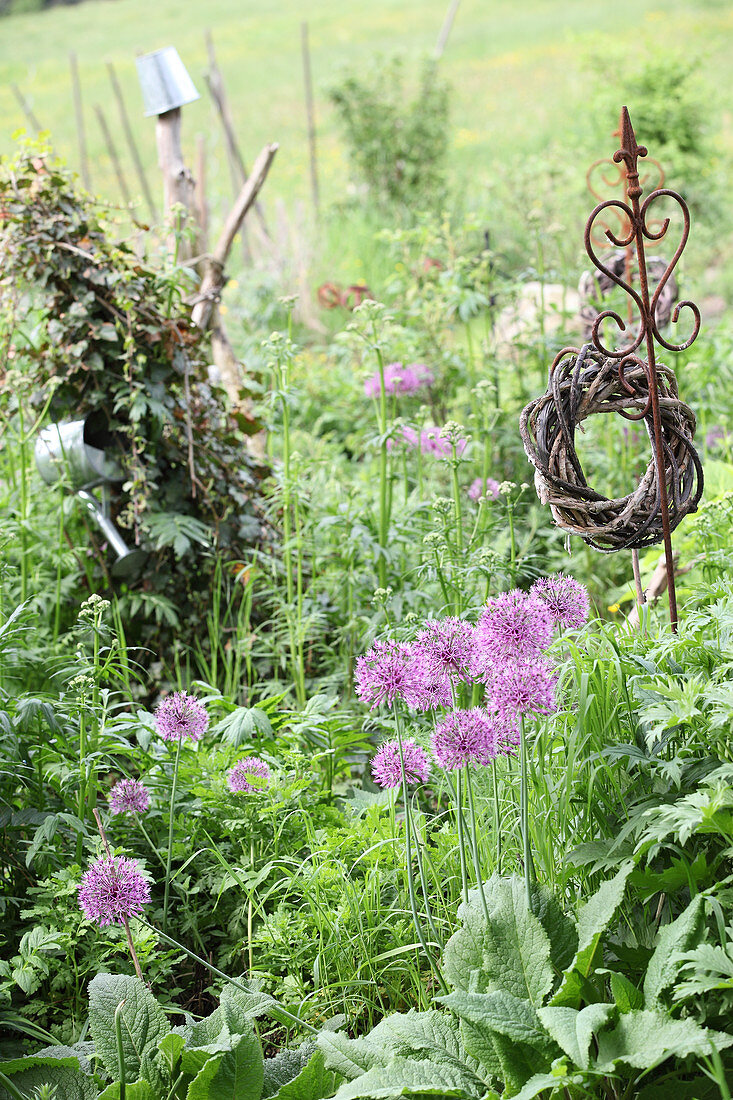 Allium flowers and ornamental garden stakes in wild garden