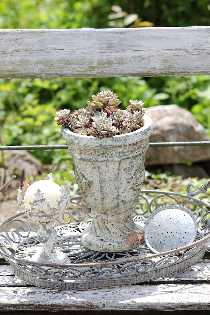 Mit Sukkulenten bepflanzter Steinkrug auf einem Metalltablett