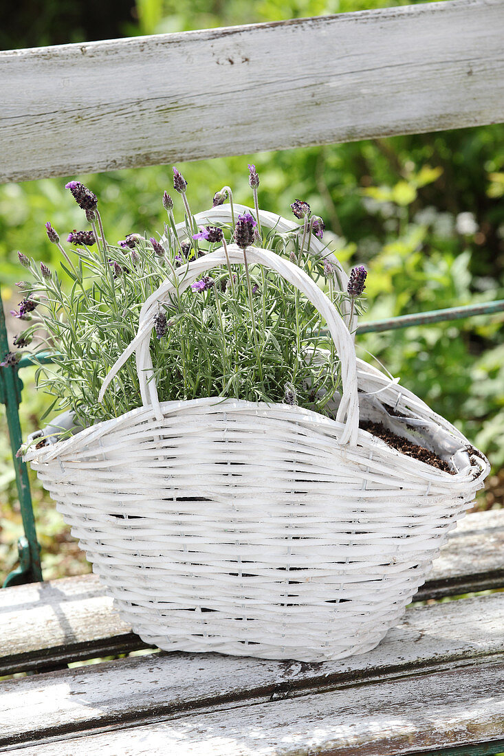 Lavendel in einem weißen Korb auf der Gartenbank