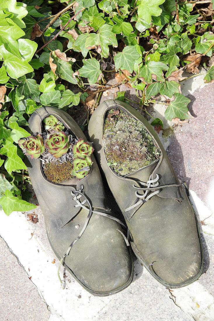 Old pair of shoes planted with succulents and moss