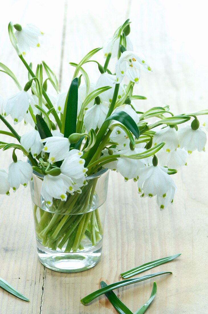 Glass of snowdrops (Galanthus nivalis)