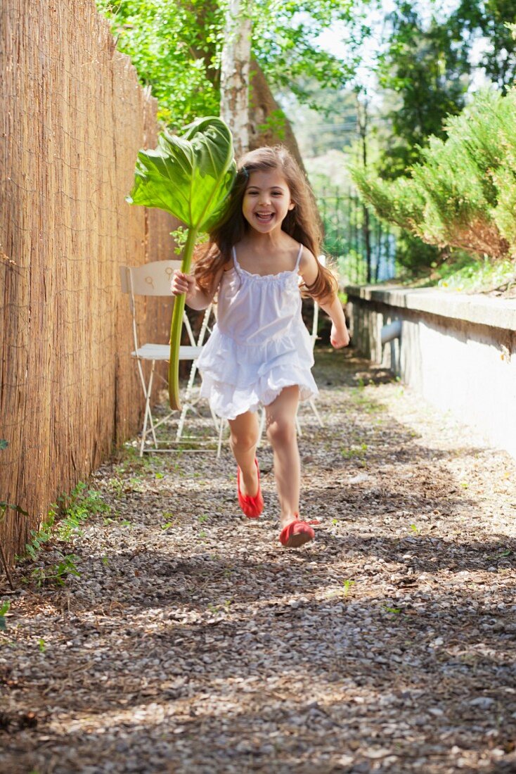 Little girl running along next to garden fence holding rhubarb leaf