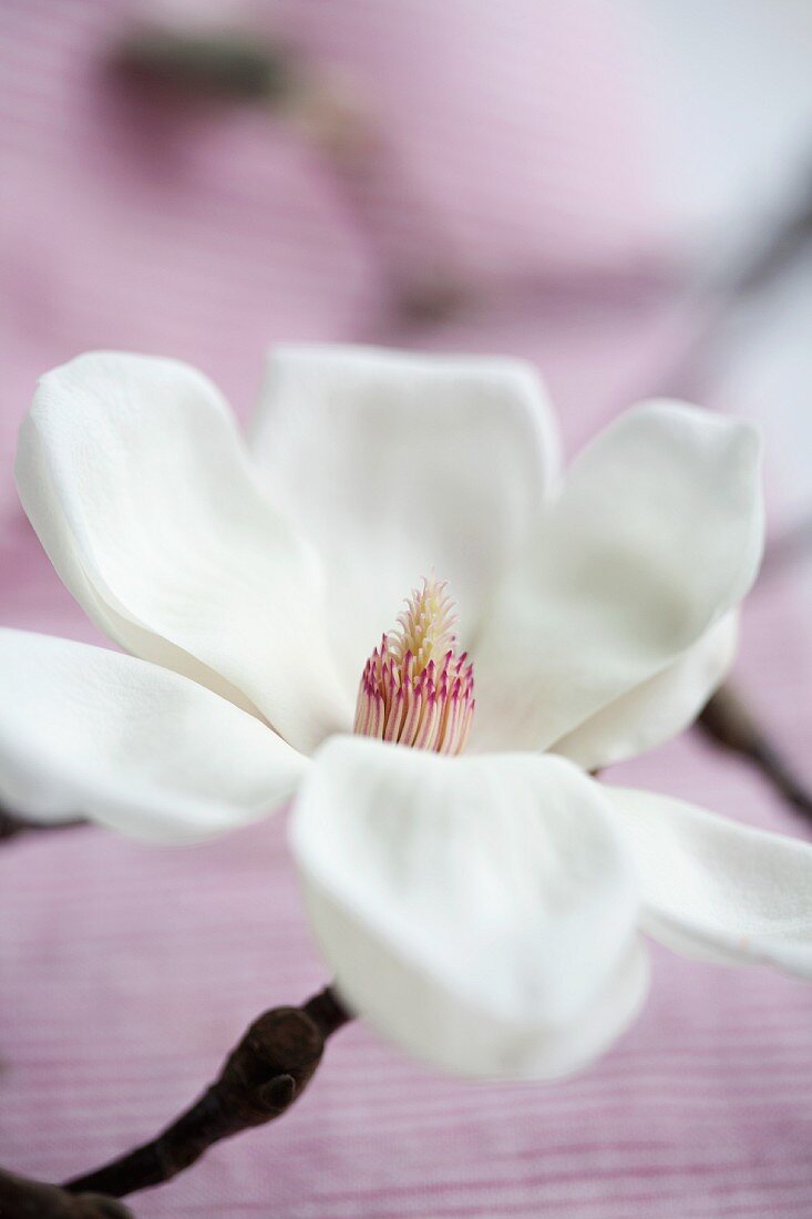 Eine weiße Magnolienblüte (Nahaufnahme)