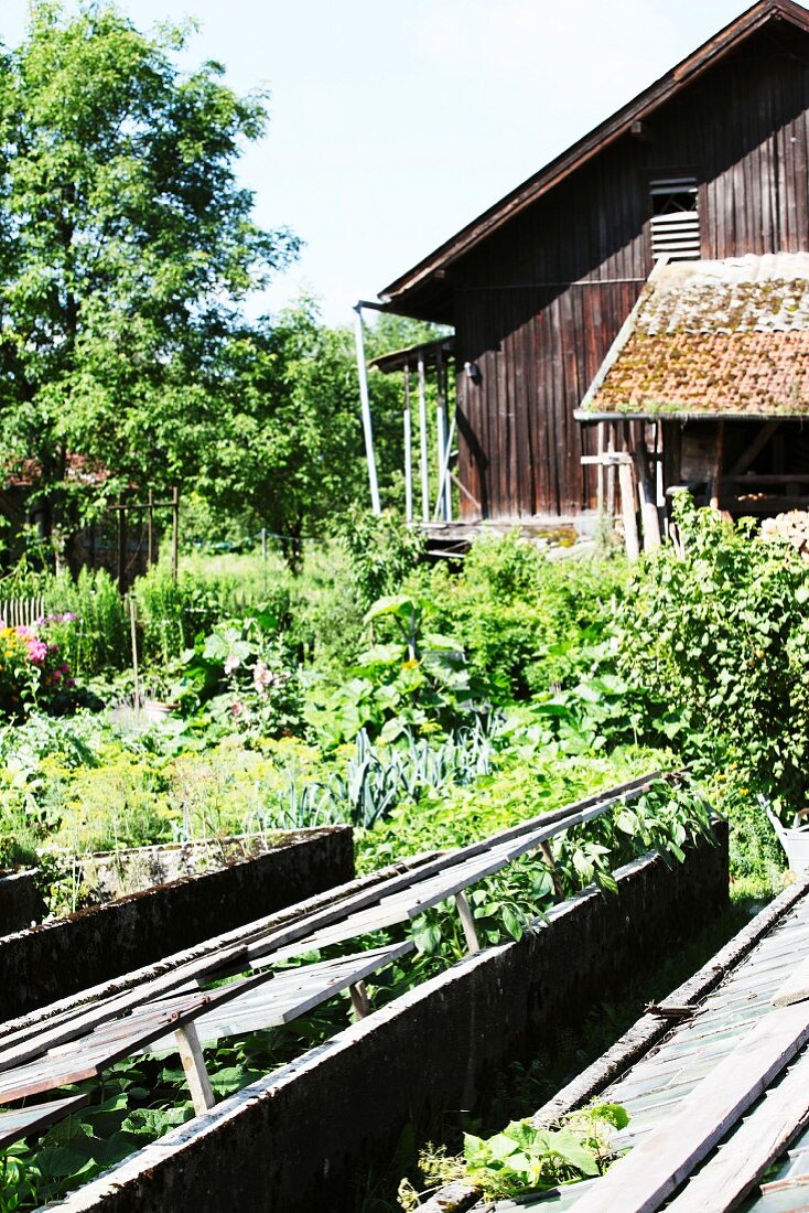 Cottage garden with cold frames and barn in background