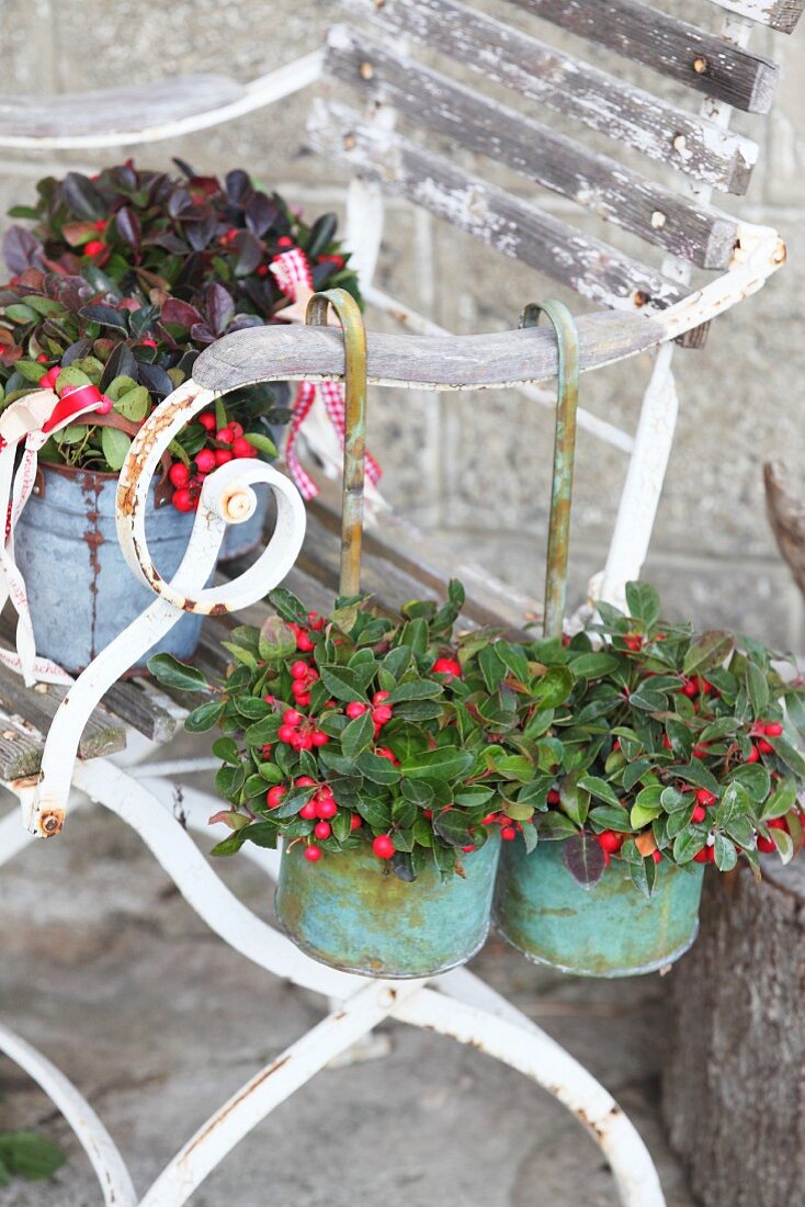 Plants with red berries in small metal buckets on weathered garden chair
