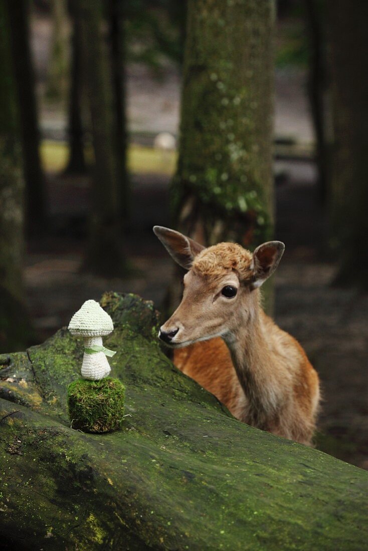 Deer looking at crocheted toadstool on boulder
