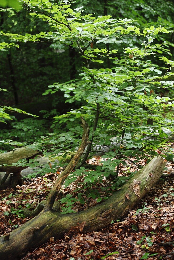 Tree trunk amongst leaf litter on woodland floor