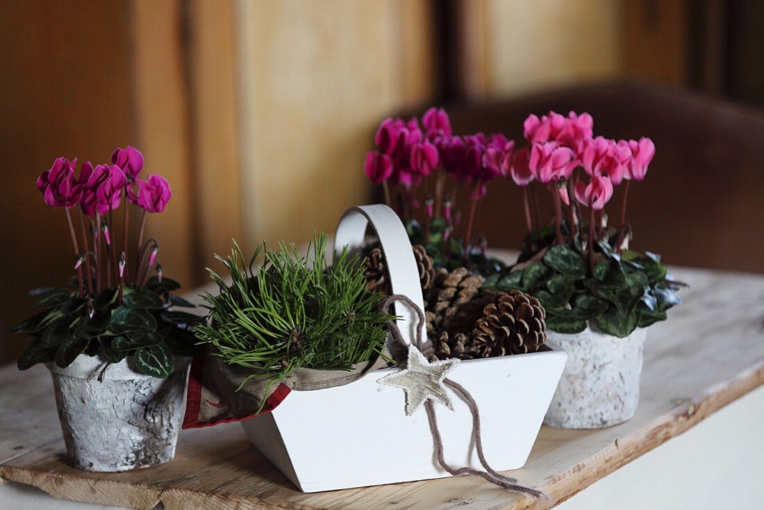 Pink cyclamen in decorated birch bark pots and white wooden trug of pine cones on wooden surface