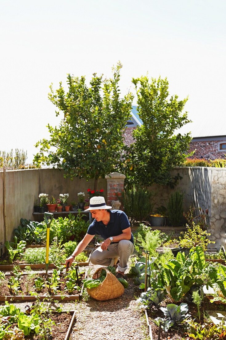 Man working in vegetable garden