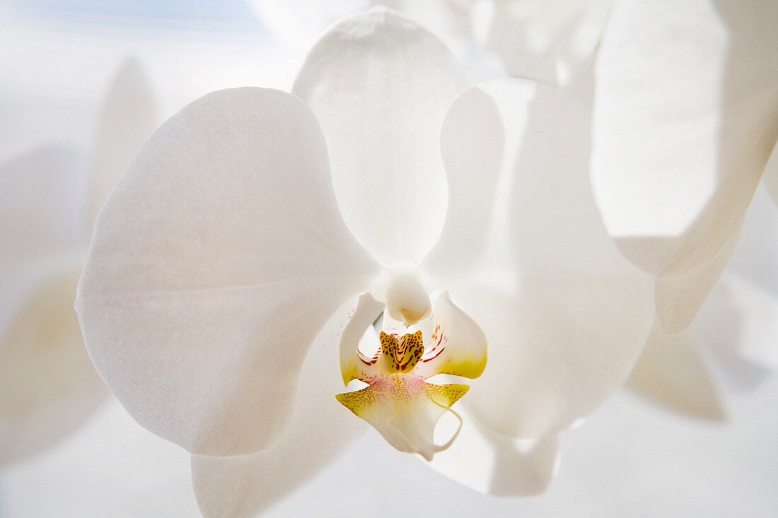 weiße Orchideenblüten (Close Up)