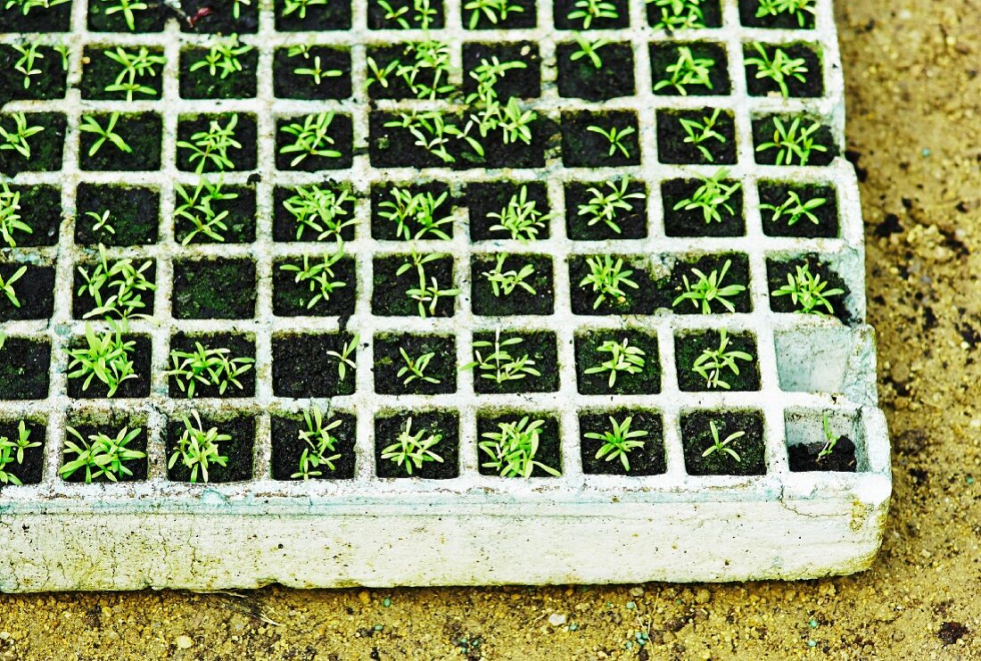 Seedlings in seed tray