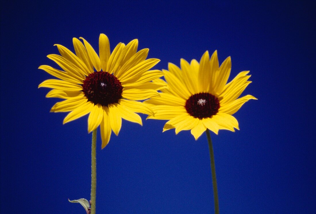 Leuchtende Sonnenblumen