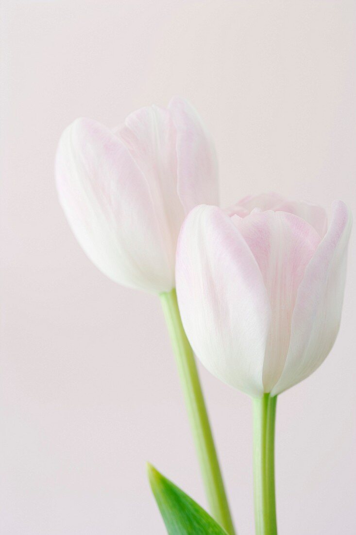 Rosafarbene Tulpen