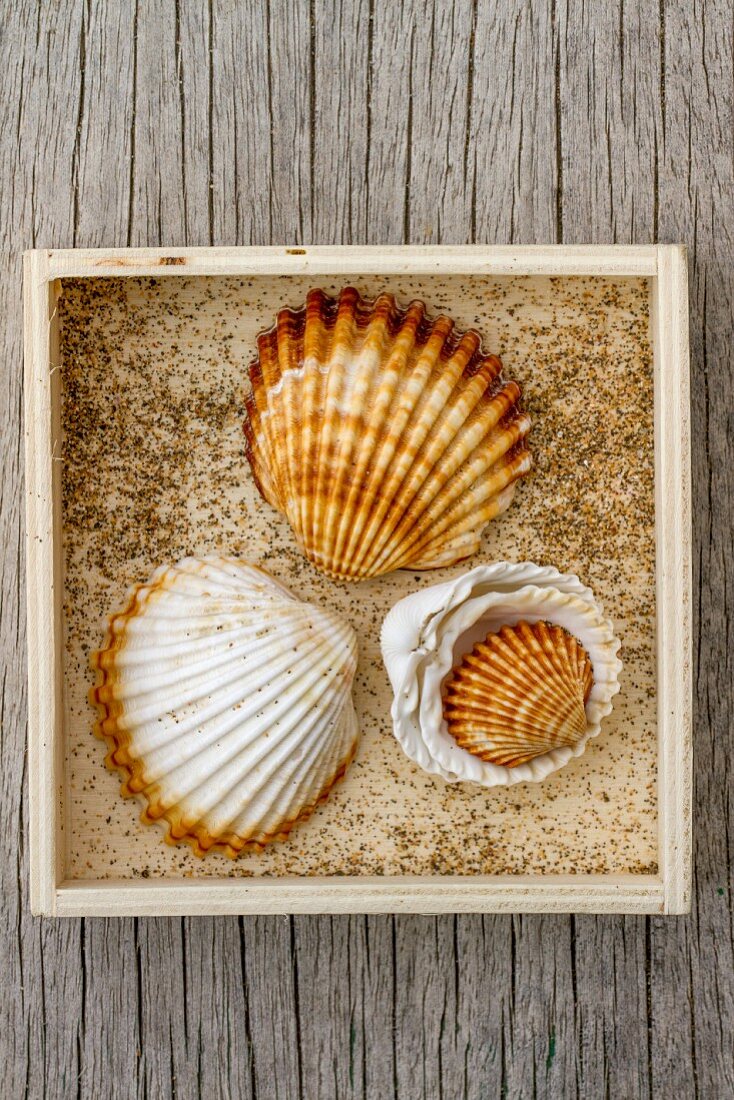 Seashells in wooden crate on weathered wooden board