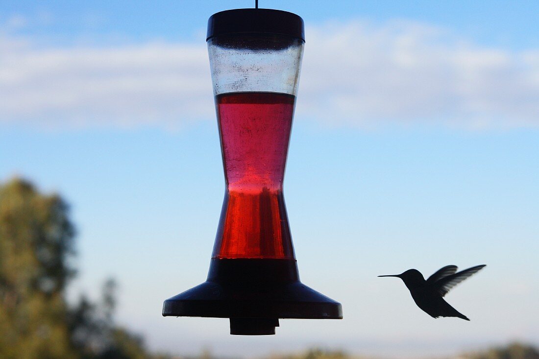 Hummingbird and Nectar