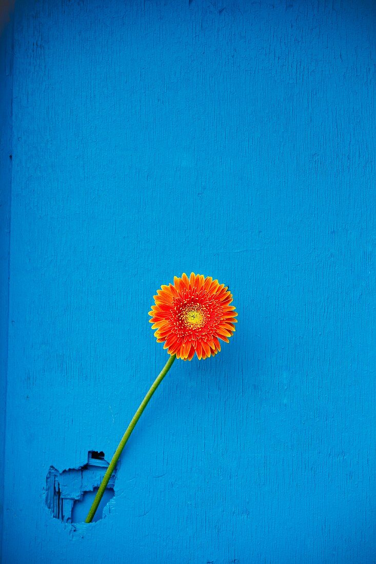 Gerbera Daisy on Blue Wall