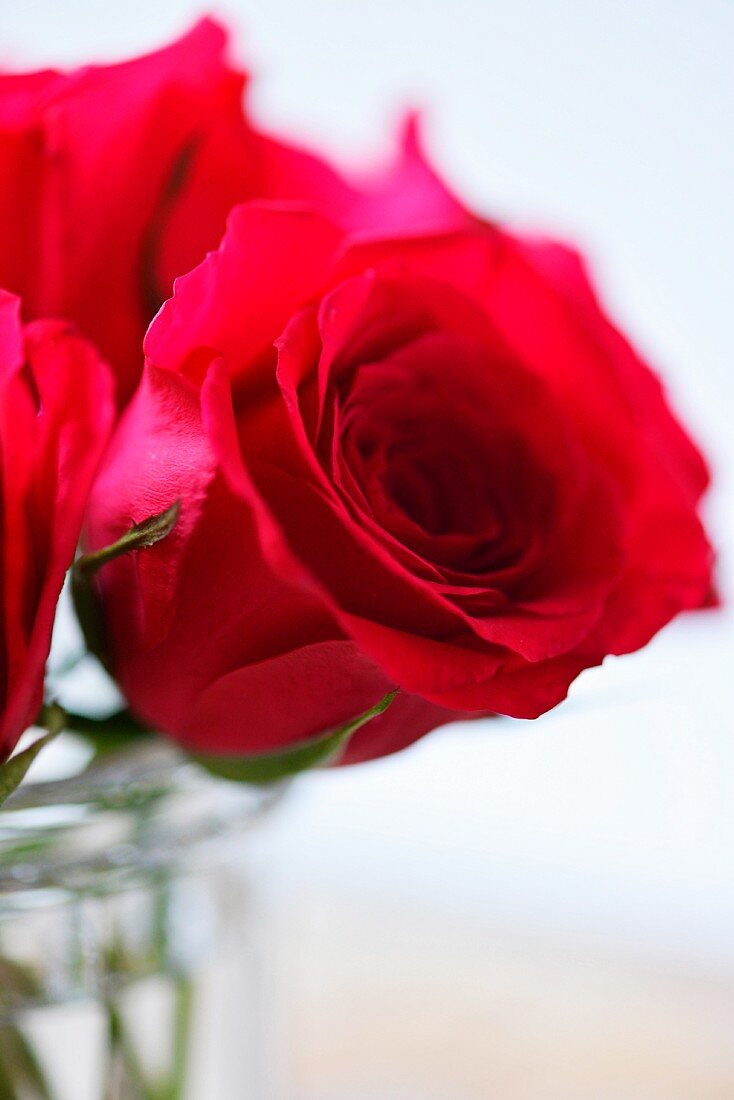 red roses in a vintage glass jam jar (close up)