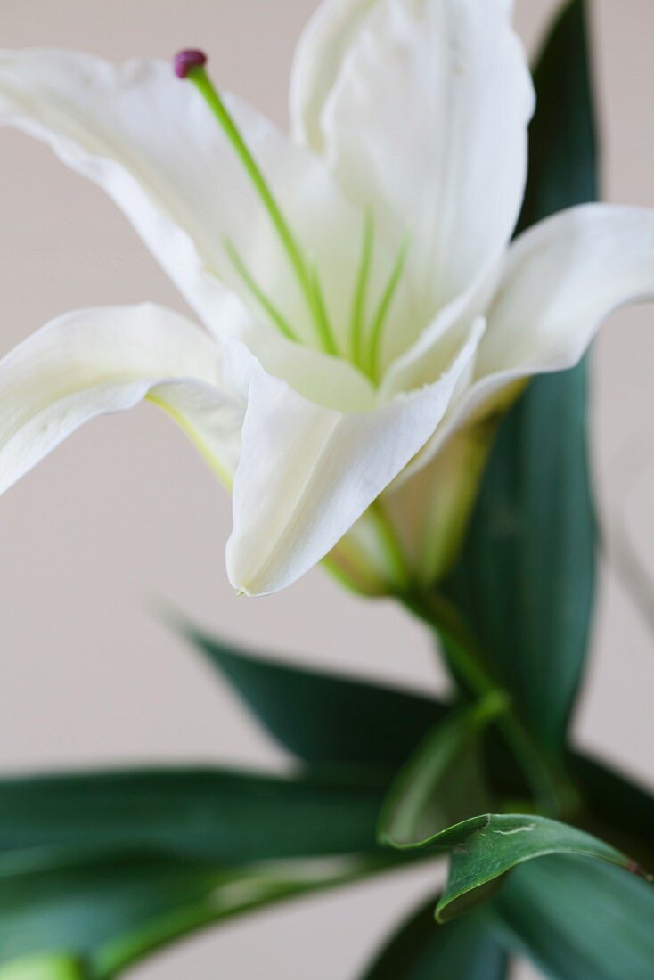 weiße Lilie (Close up)