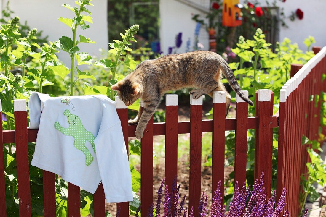 Katze beim Klettern auf Holzzaun eines Gartens daneben Hemd mit selbstgenähtem Froschmotiv