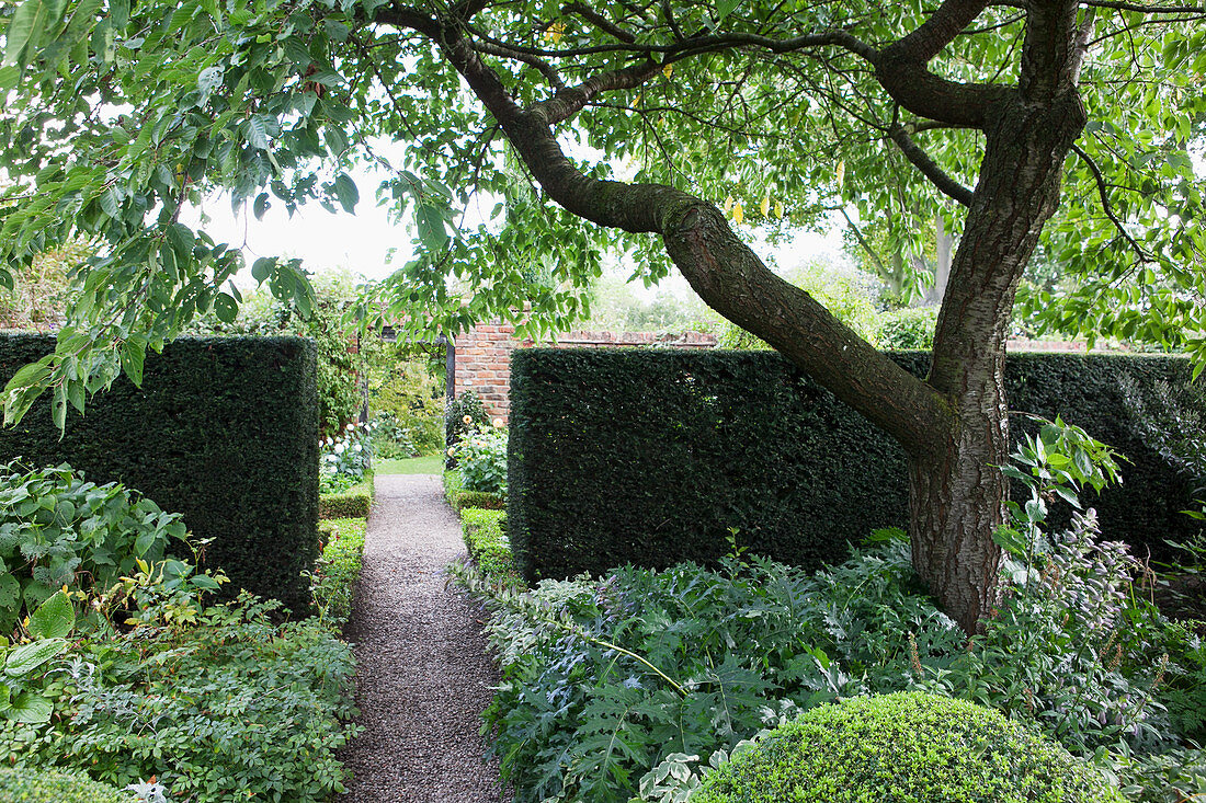 Kiesweg zwischen formgeschnittener Hecke, davor grüne Beete und knorriger Baum in englischem Garten