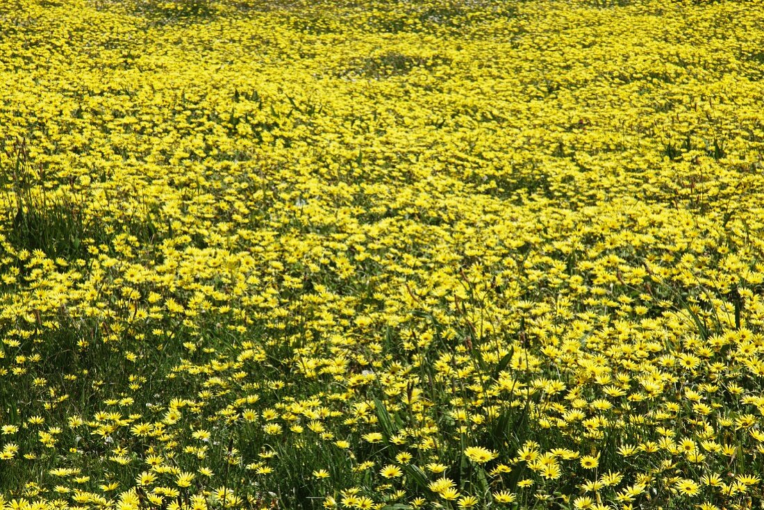 Gelbes Blumenmeer