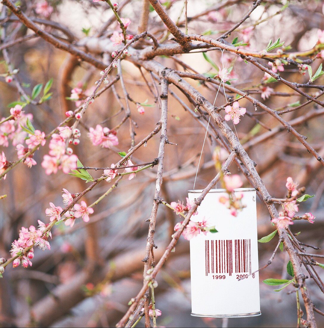 Tin can with barcode hanging amongst branches of fruit tree in blossom