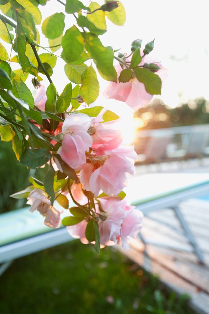 Rosafarbene Rosenblüten im Morgenlicht
