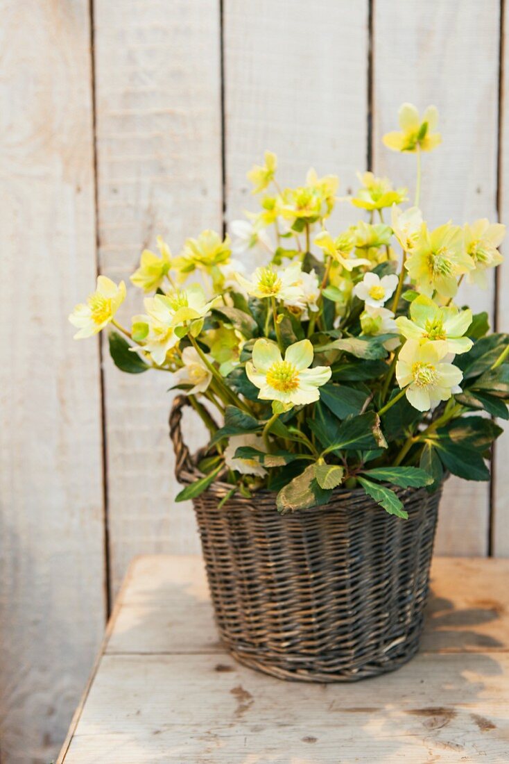 Yellow-flowering hellebores in wicker basket