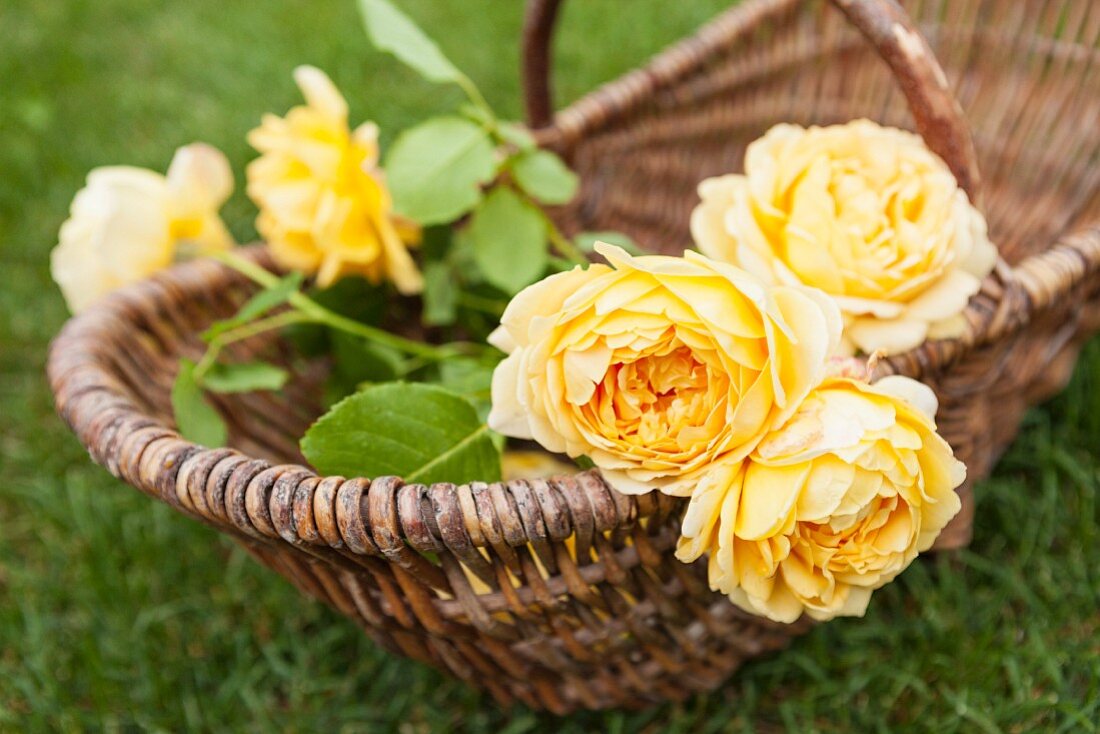 Yellow roses in wicker trug