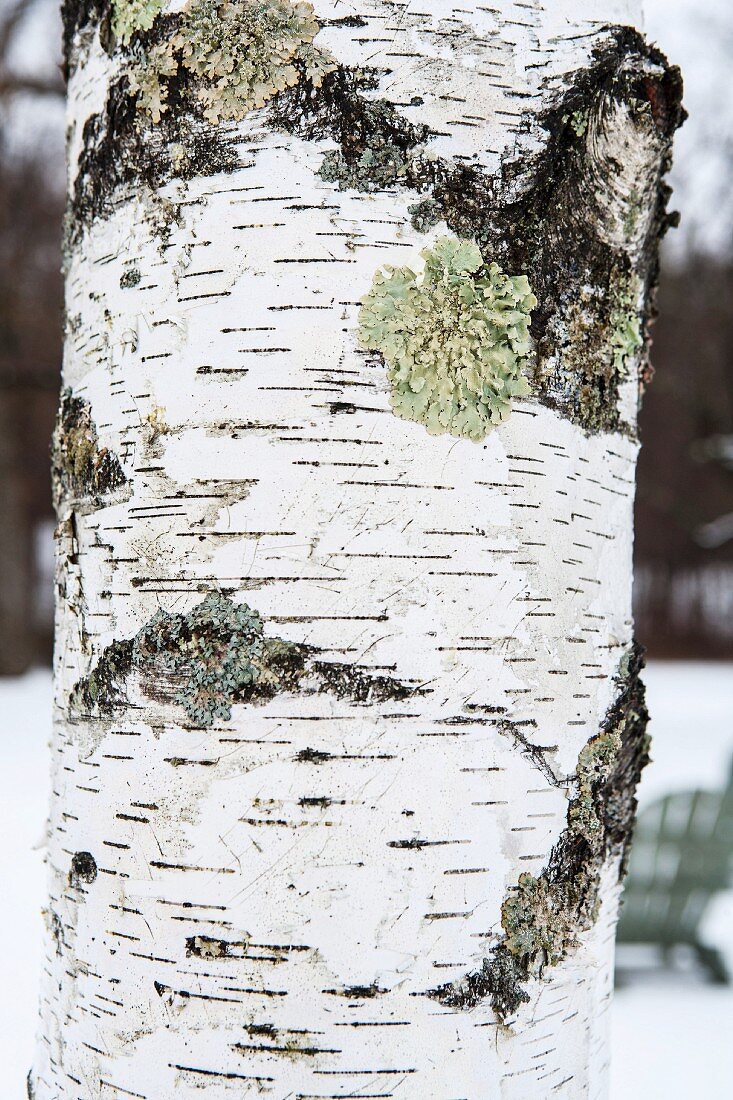 Lichen growing on birch bark in winter (detail)