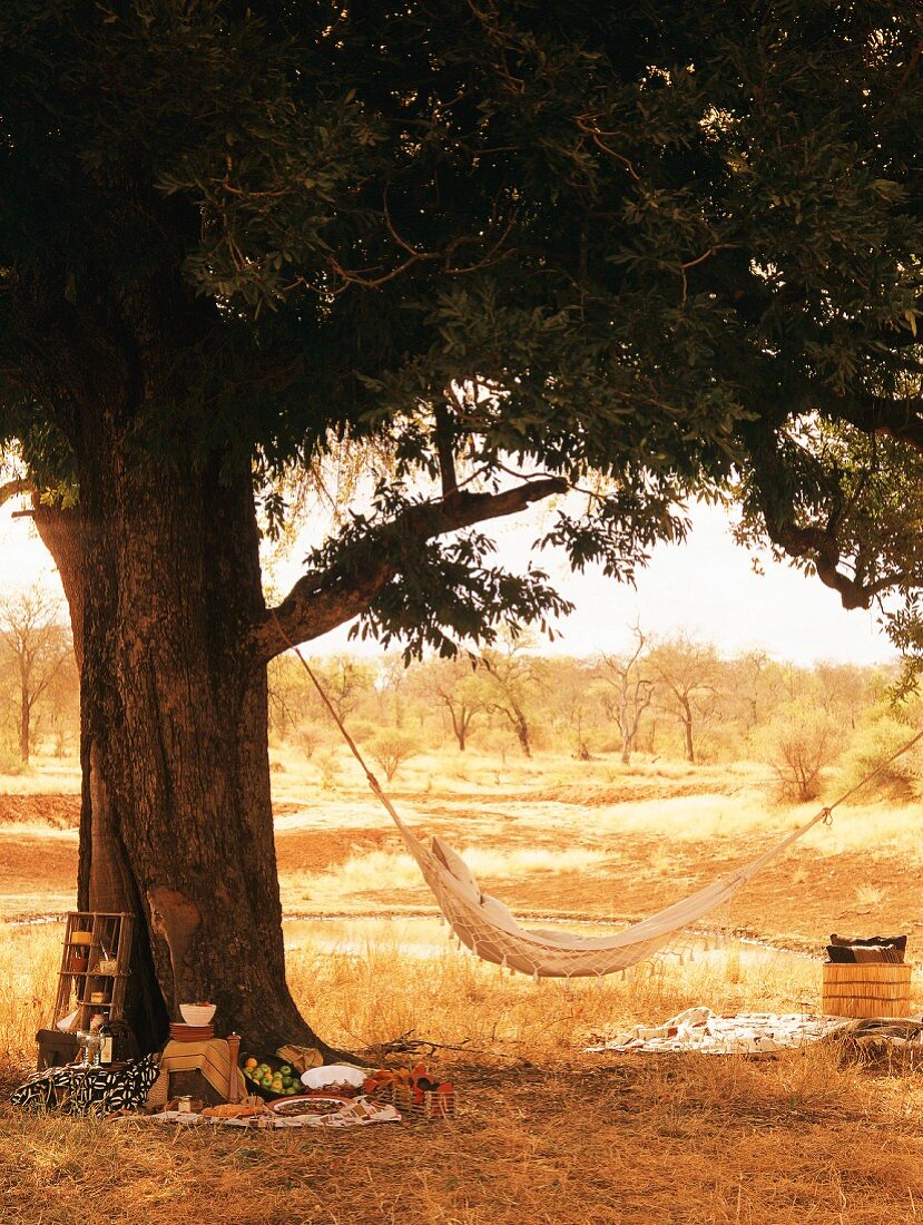 Hammock hanging from tree and picnic on ground in bush landscape