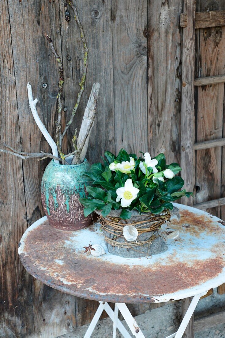 Blühende Christrose auf verwittertem Gartentisch