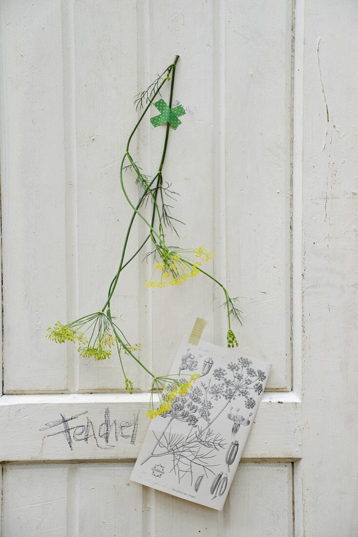 Fenchelblütenzweig & Kopie einer nostalgischen Pflanzentafel vor weisser Holzwand