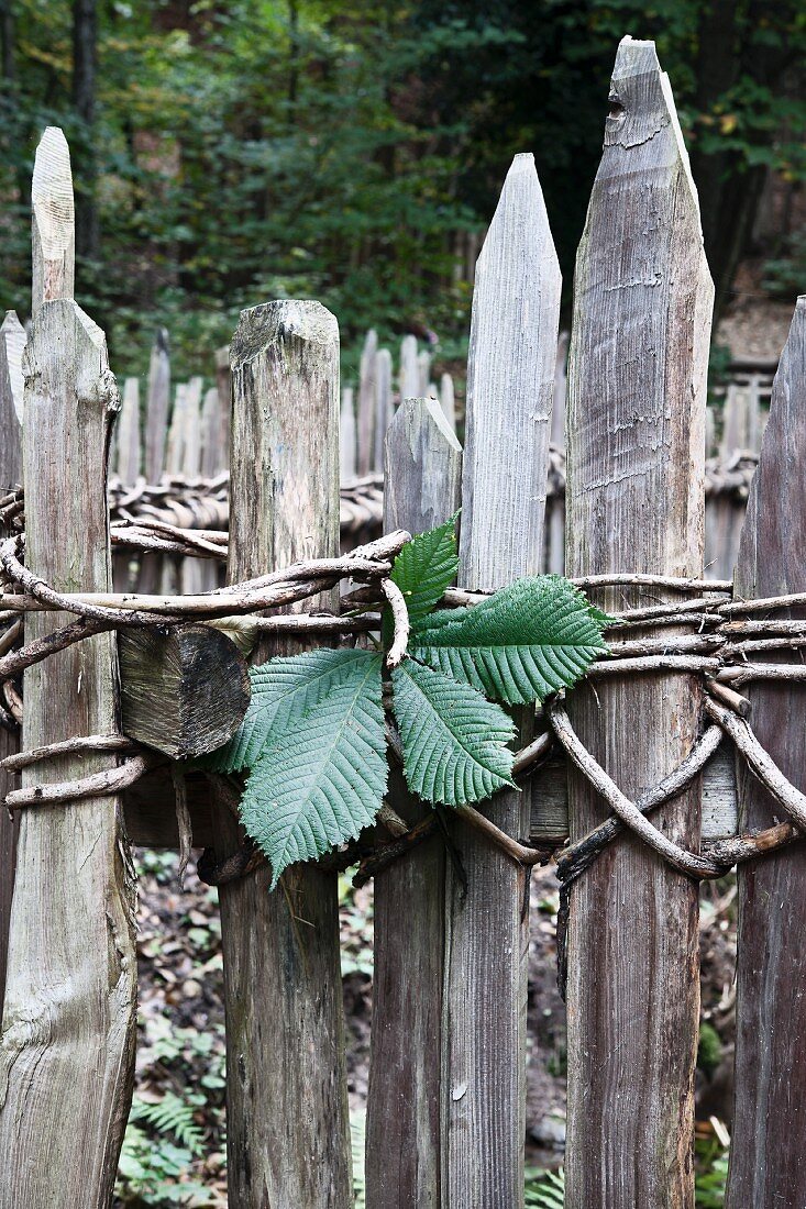 Kastanienblatt an einem alten Holzzaun