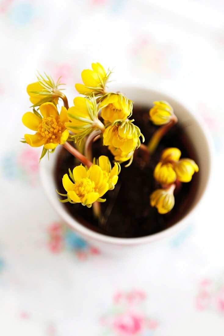 Gelbe Winterlinge in Tasse gepflanzt