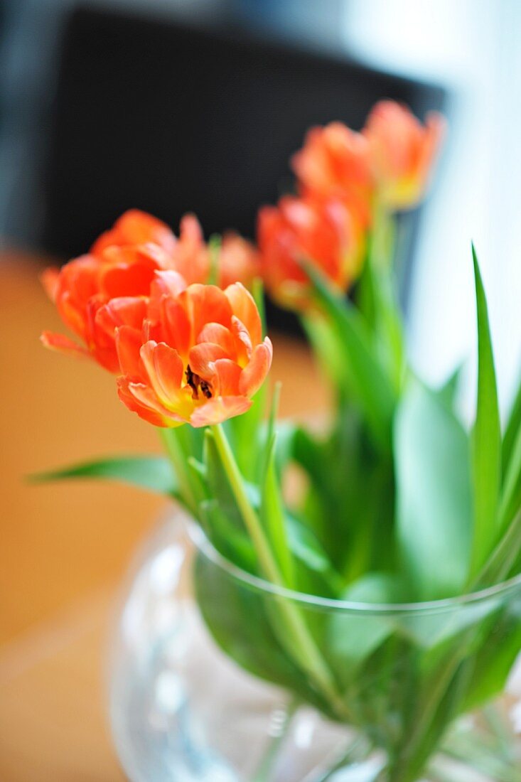Open orange tulips in round glass vase