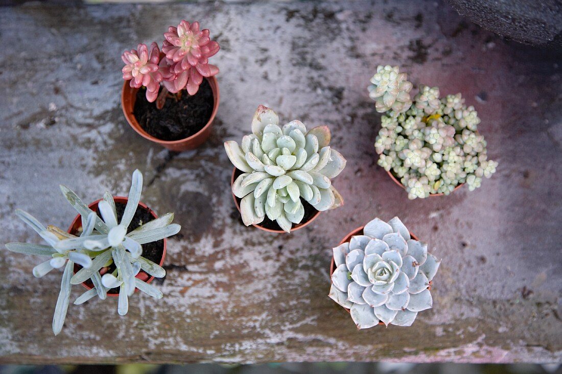Various potted succulents (top view)