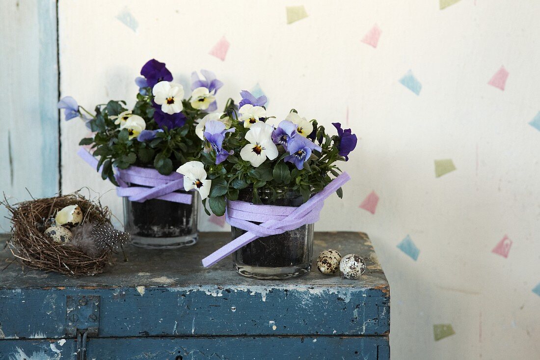 Violas in glass pots with lilac ribbons and bird's nest on vintage wooden trunk