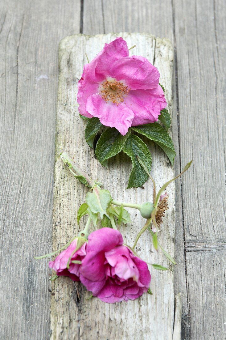 Lilafarbene Heckenrosenblüten auf verwitterter Holzleiste; Vintage Flair