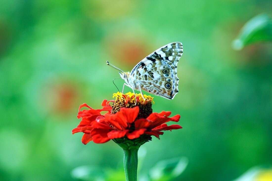 Butterfly on red zinnia flower