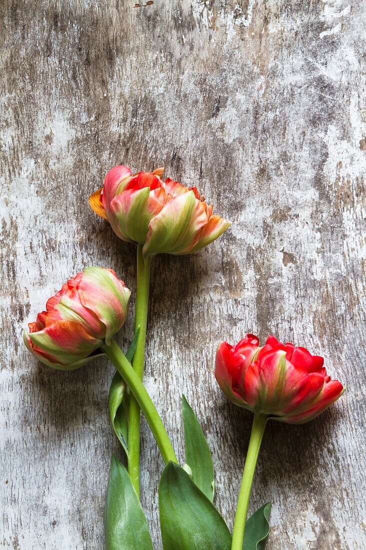Three tulips on wooden surface