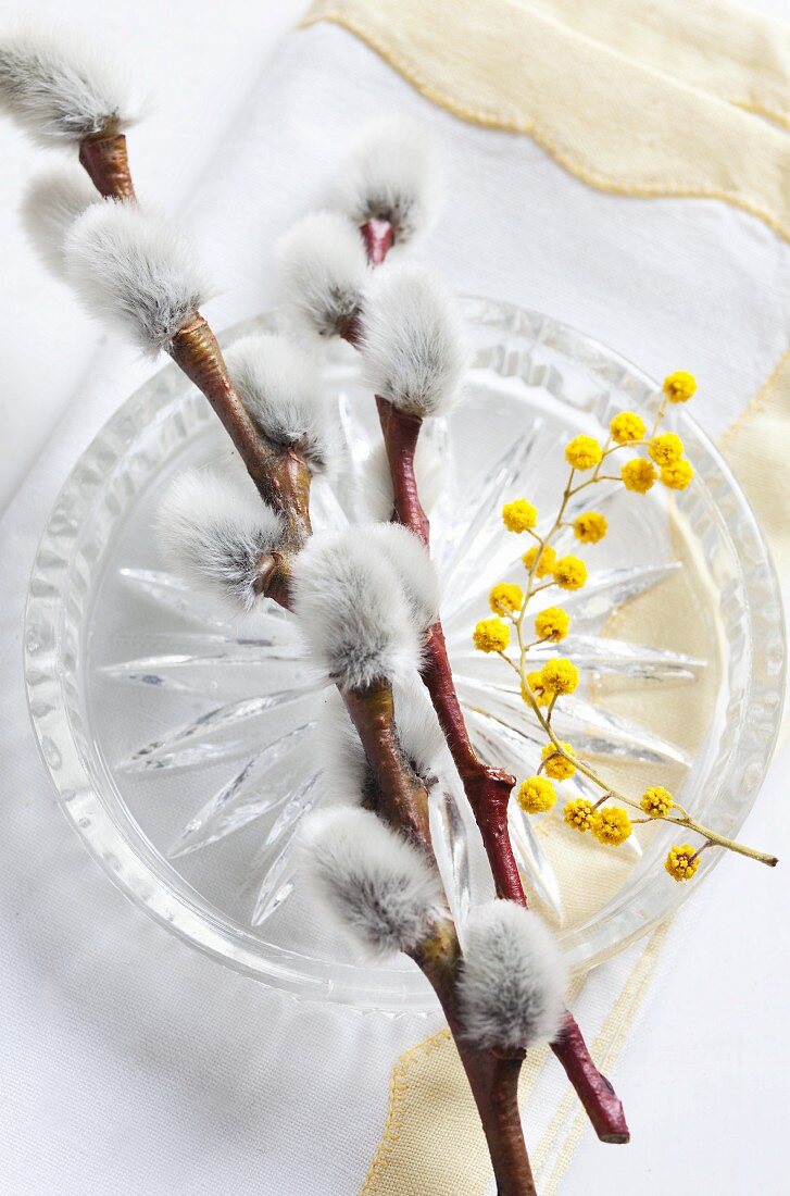 Weidenkätzchen mit Mimosen auf Glasteller als Tischdeko