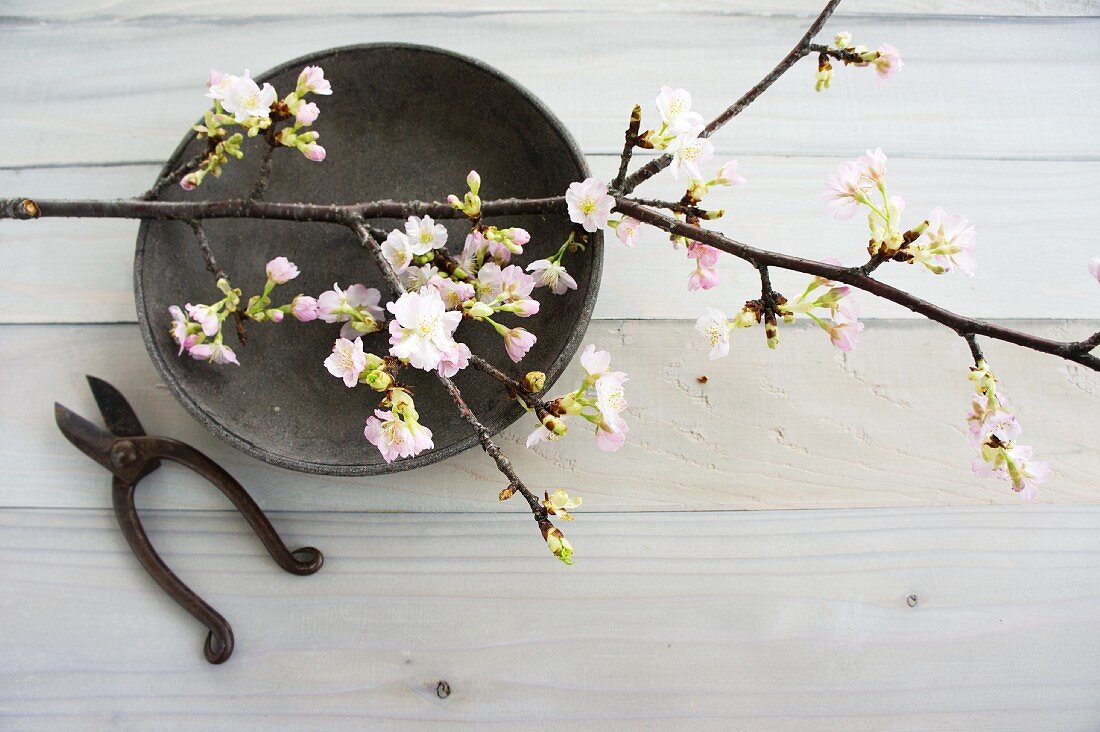 Flowering branch on grey dish and vintage garden shears