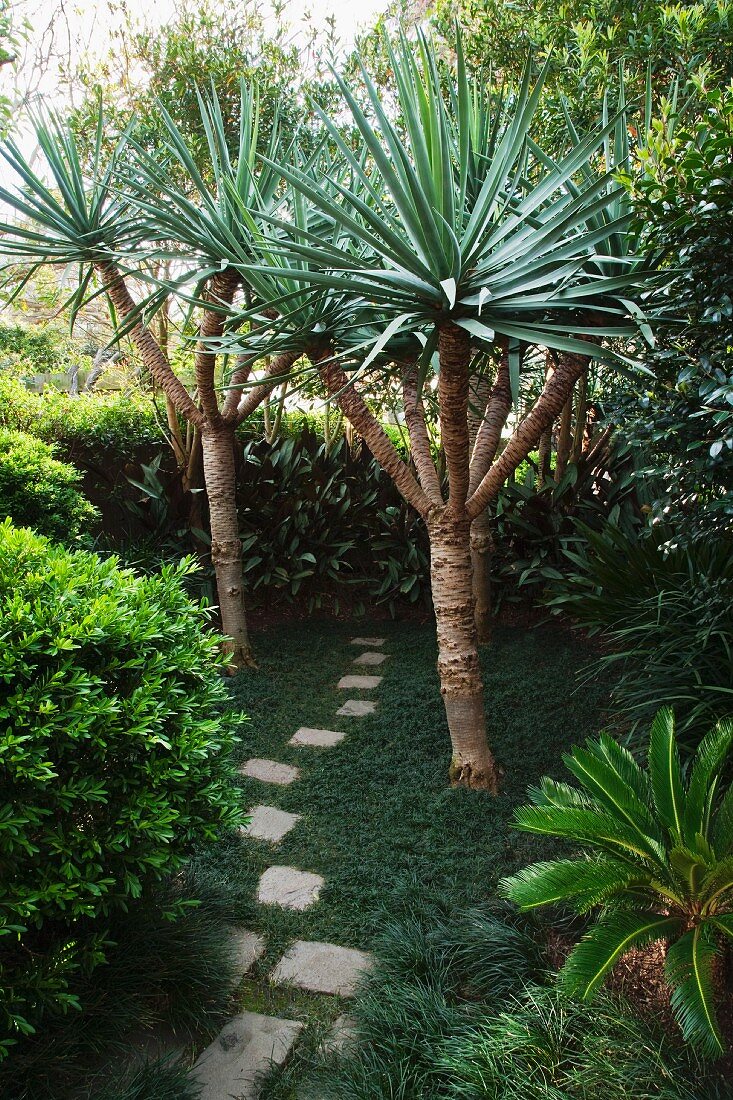 Unregelmäßig verlegte Trittplatten aus Beton zwischen Yucca-Palmen in australischem Garten